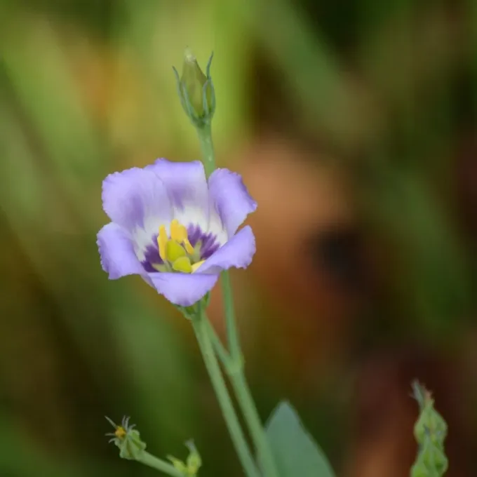Eustoma