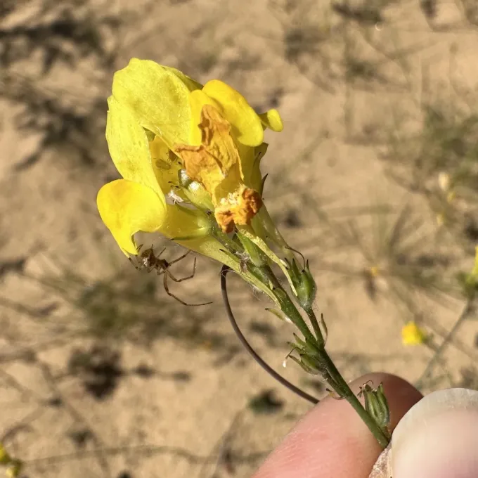 Sticky toadflax