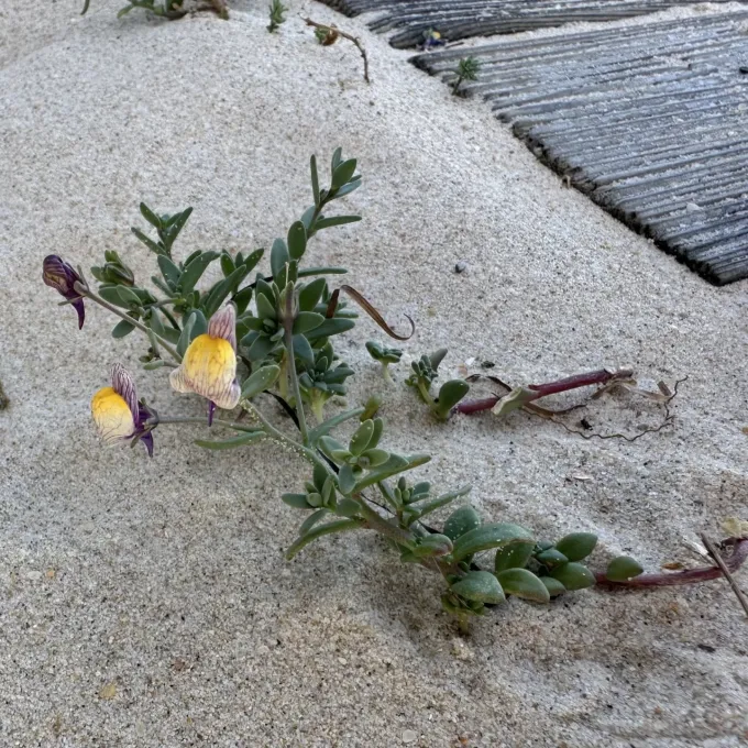 Pedunculate toadflax