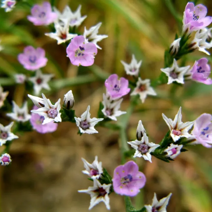 Goniolimon besserianum