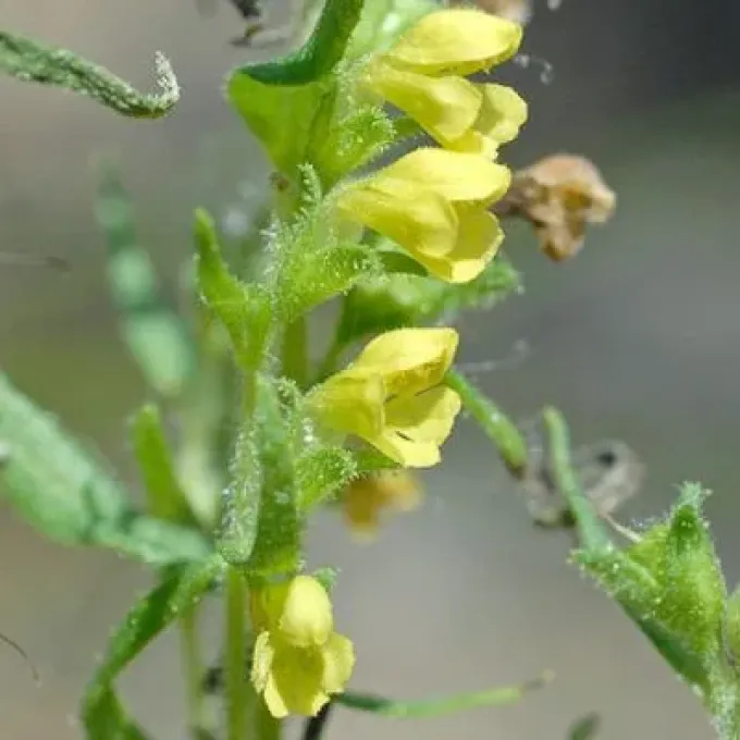 Odontites viscosa