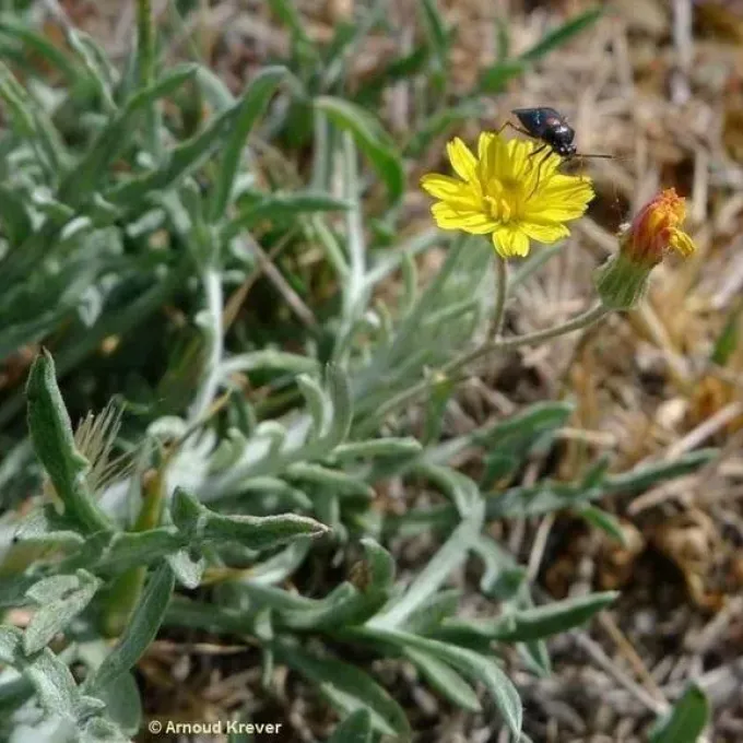 Castilian hawkweed