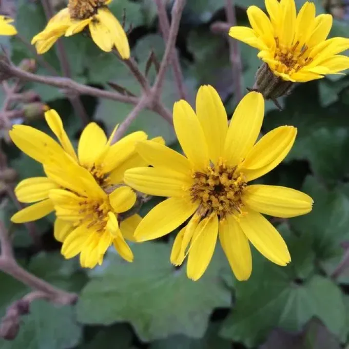 Hybrid Farfugium