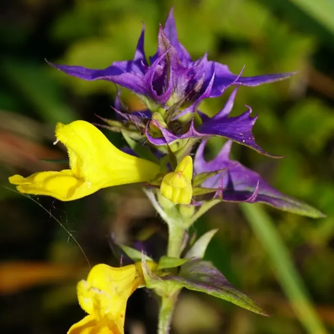 Subalpine cow-wheat