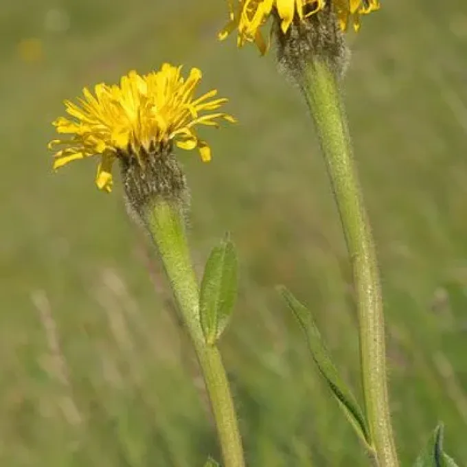 Hypochaeris facchiniana