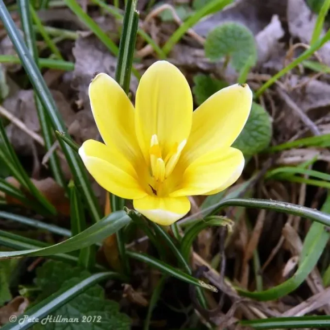 Gargaricus crocus