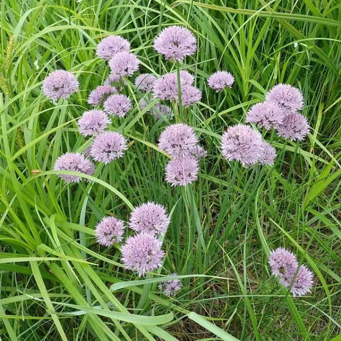 Maximowicz onion