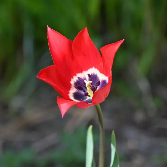 Didier's Tulip