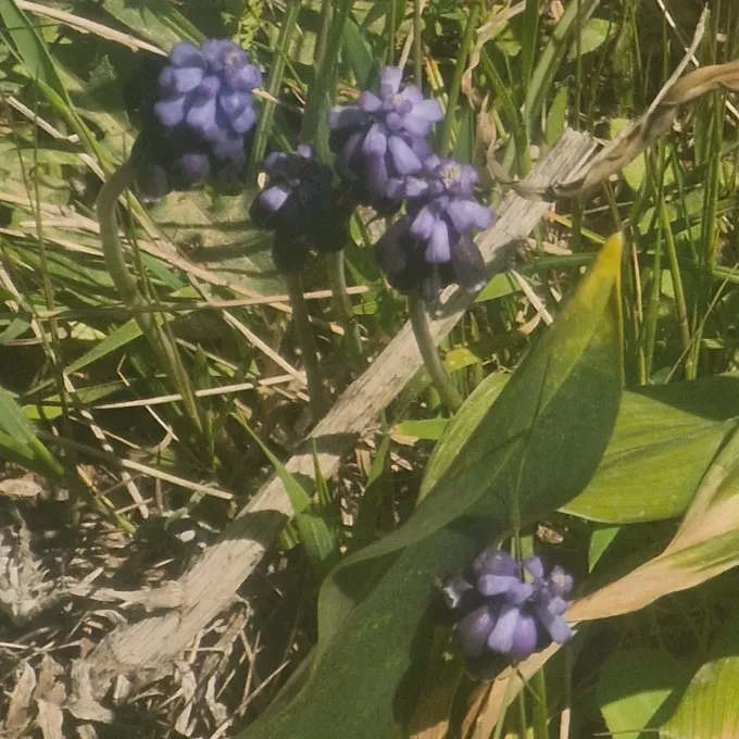 Мускарі атлантичний