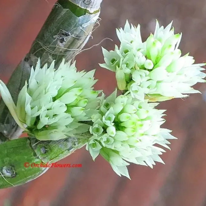 Dendrobium capituliflorum