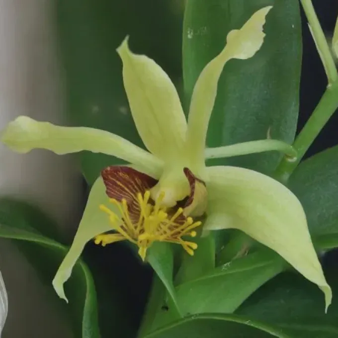 Dendrobium delacourii