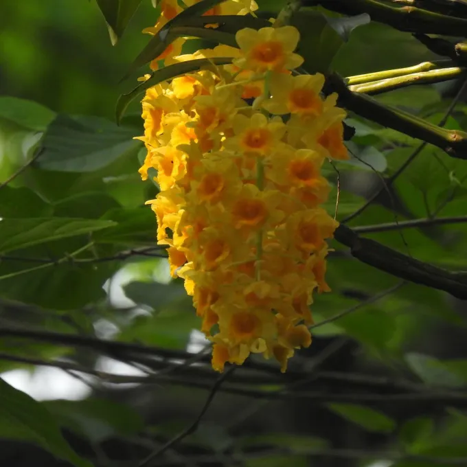 Dendrobium densiflorum