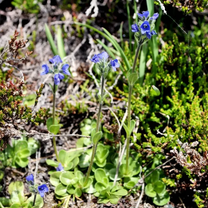 Veronica bellidioides