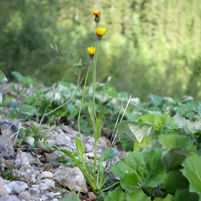 Alpine hawksbeard
