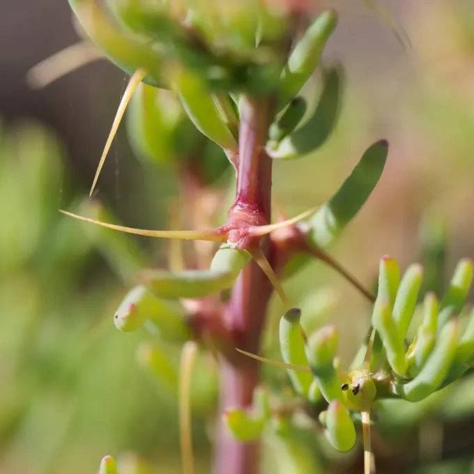 Sclerolaena tricuspis