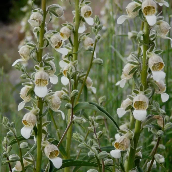 Lamarck's foxglove