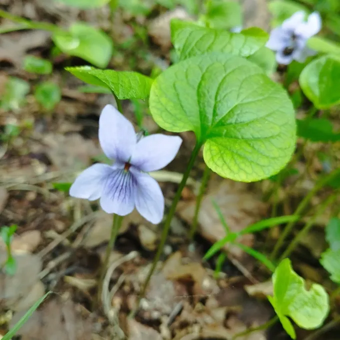 Dwarf marsh violet