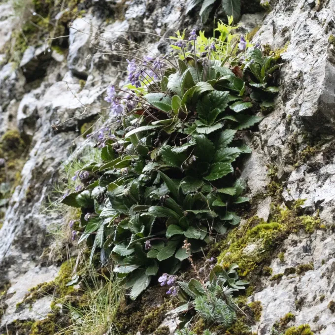 Haberlea rhodopensis