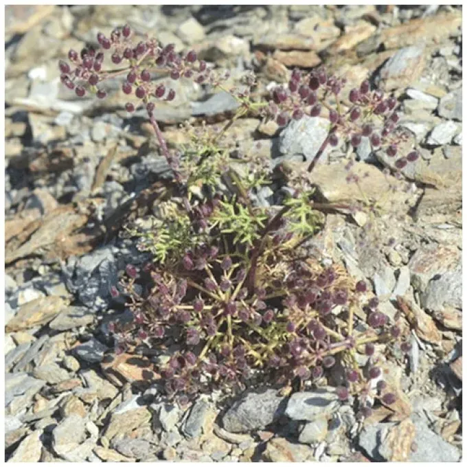 Cymbocarpum anethoides