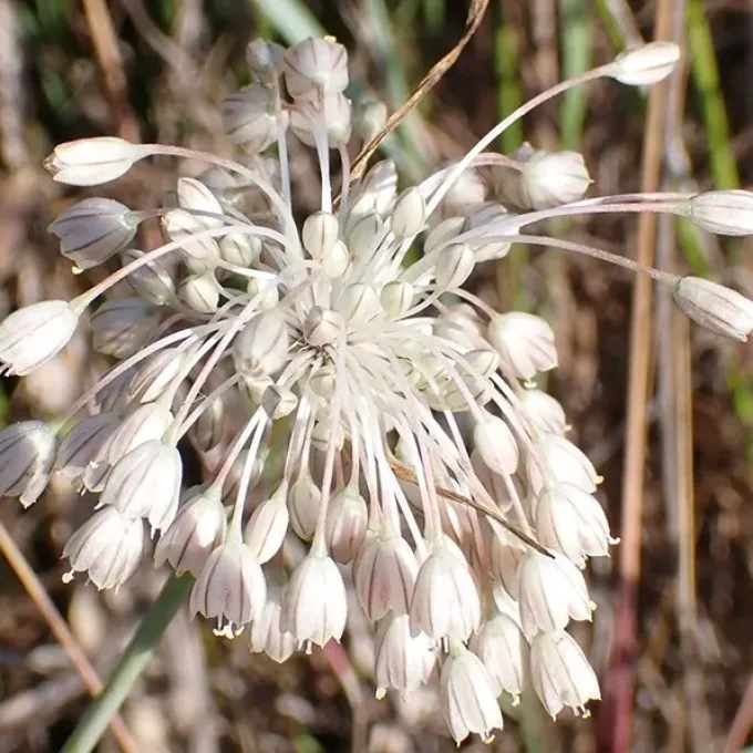 Corsican onion