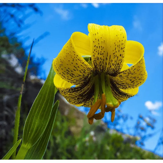 Jankae Lily