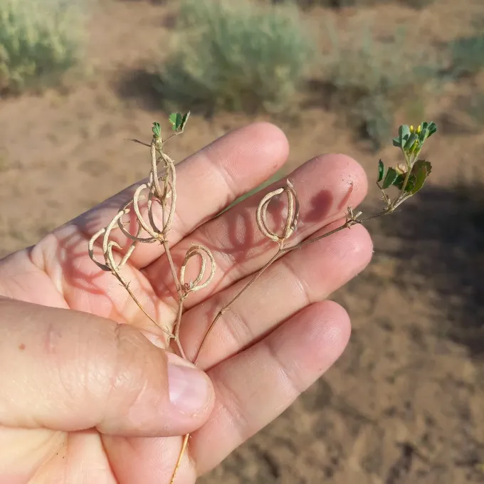 Small-leaf alfalfa