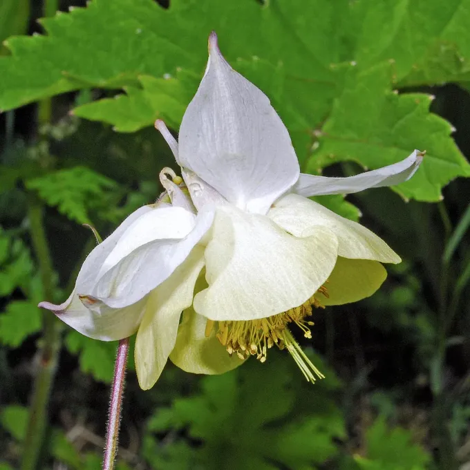 Fragrant columbine