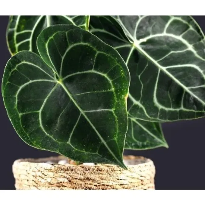 Anthurium clarinervium
