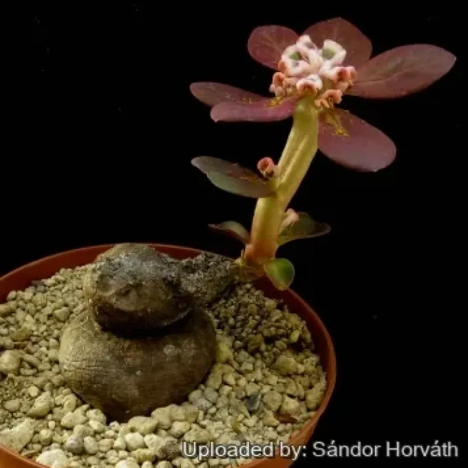 Euphorbia bisglobosa