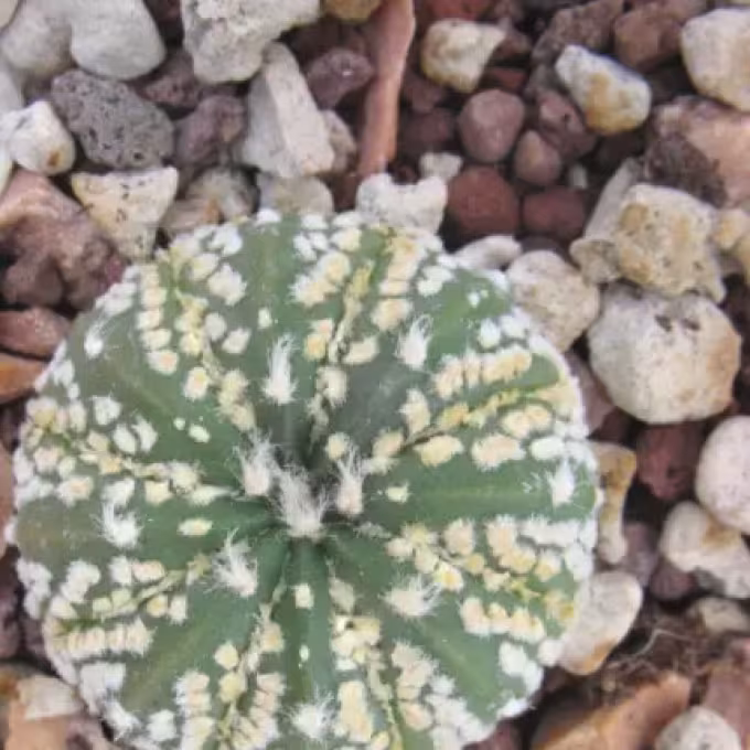 Astrophytum mirum