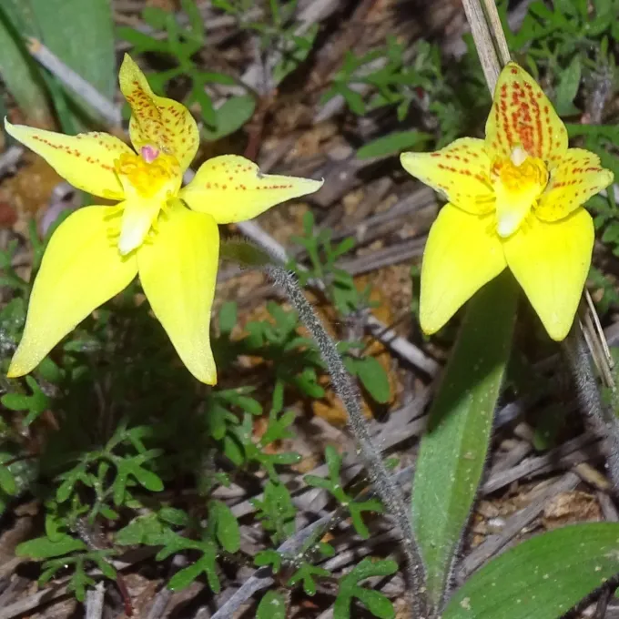 Yellow Cowslip Orchid