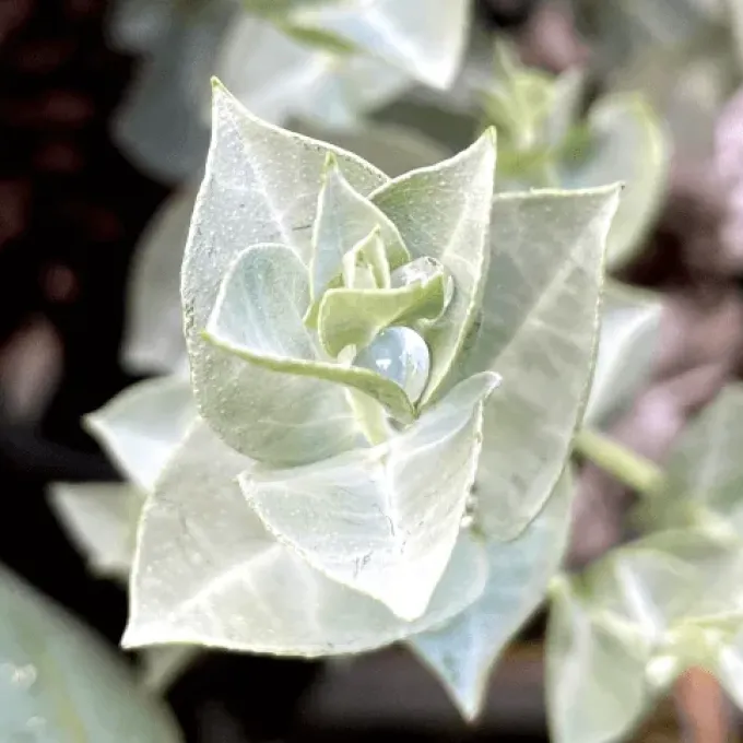 Eucalyptus albida