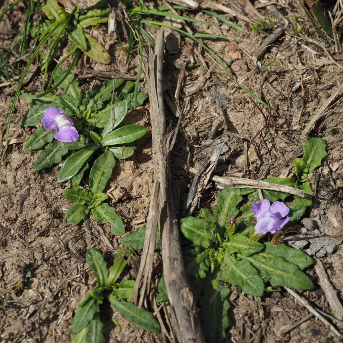 Mazus pumilio