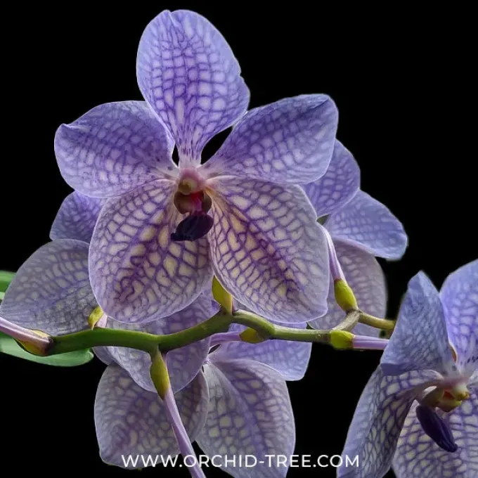 Vandanthe Rothschildiana