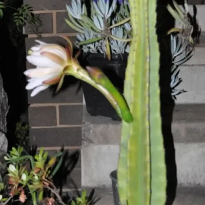 Cereus colosseus