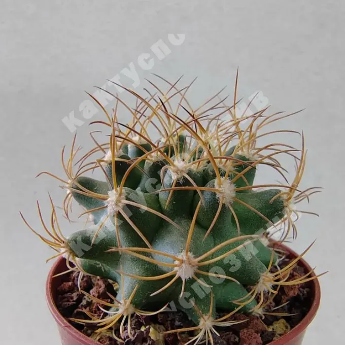Matucana krahnii