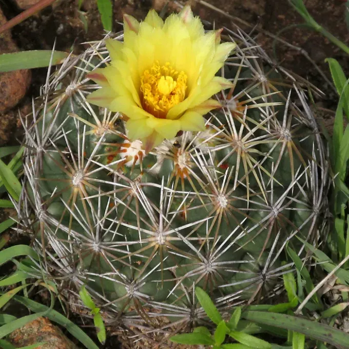 Coryphantha cornifera