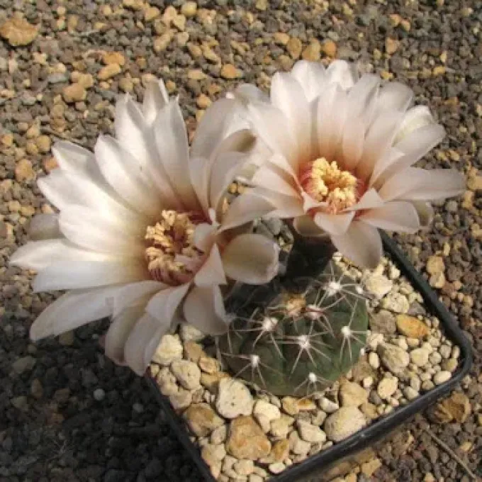 Gymnocalycium alboareolatum