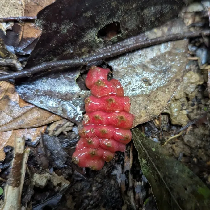Selenicereus extensus
