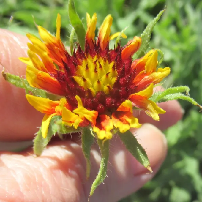 Gaillardia pulchella