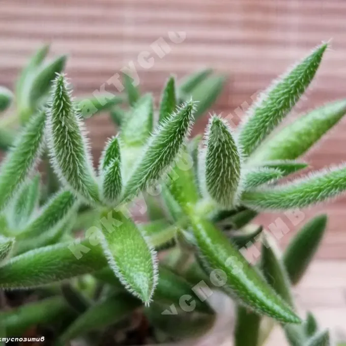 Crassula mesembryanthemoides