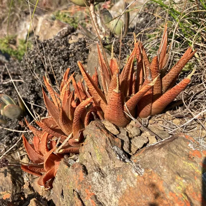 Haworthiopsis venosa