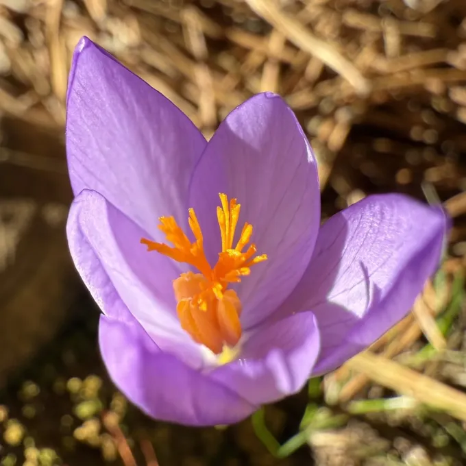 Naked autumn crocus