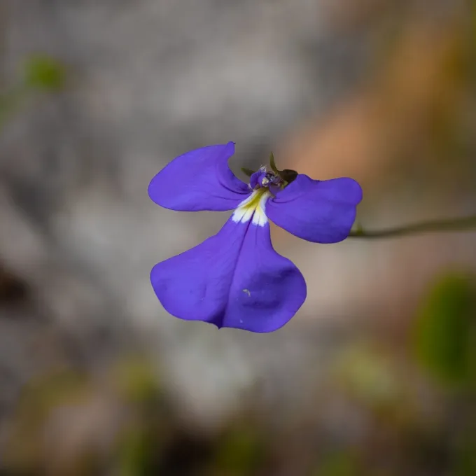 Lobelia tenuior
