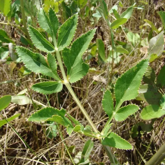 Peucedanum latifolium