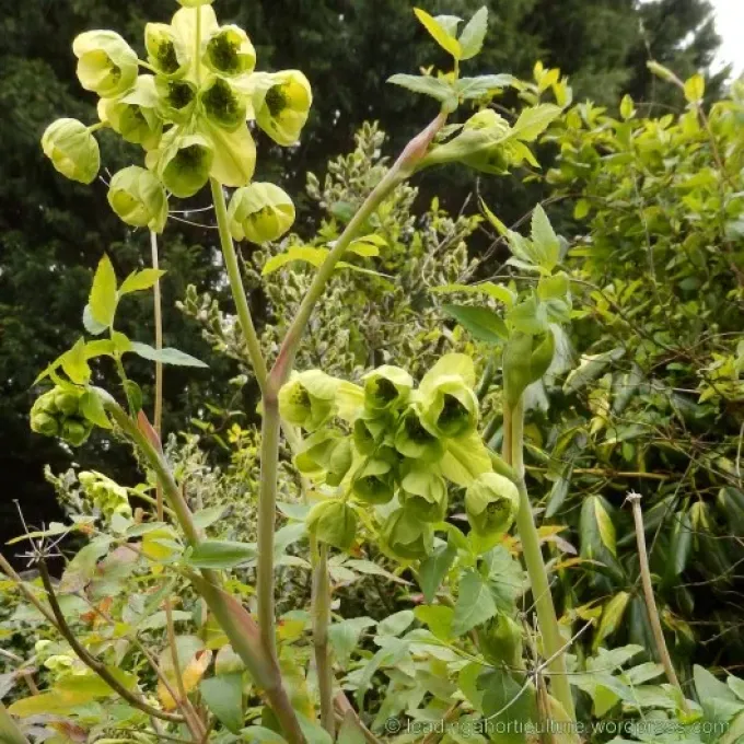 Mathiasella bupleuroides