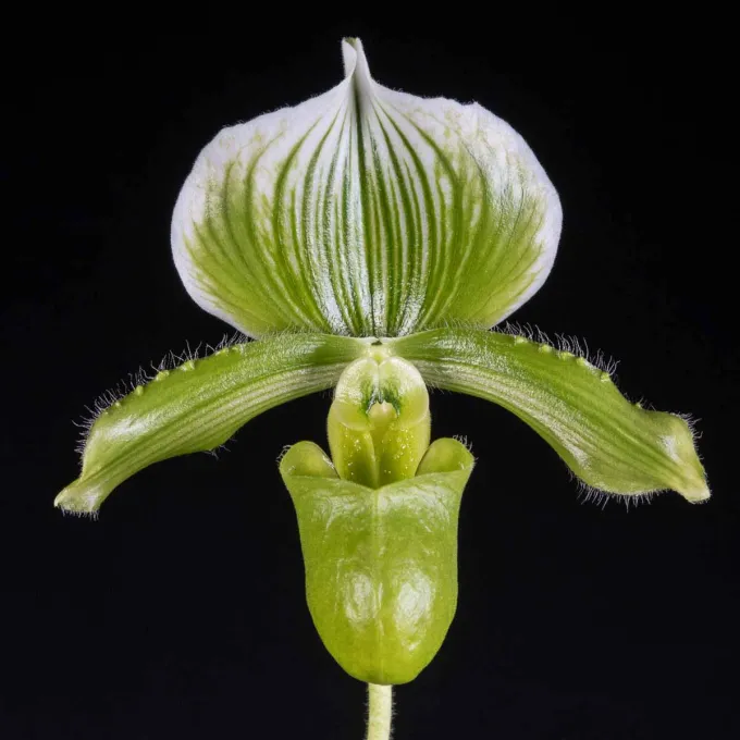 Paphiopedilum lawrenceanum