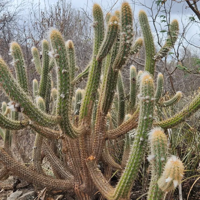 Pilosocereus gounellei