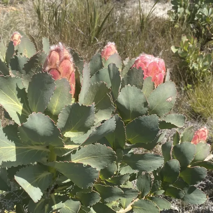 Protea grandiceps