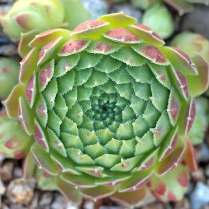Atlas houseleek